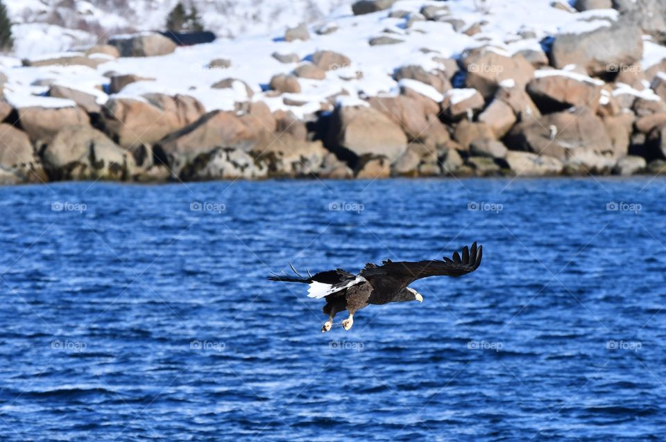 Fishing sea eagle