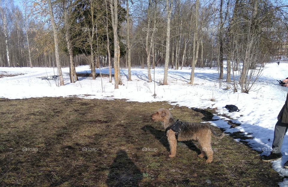 dog pet landscape in the solar park earth background