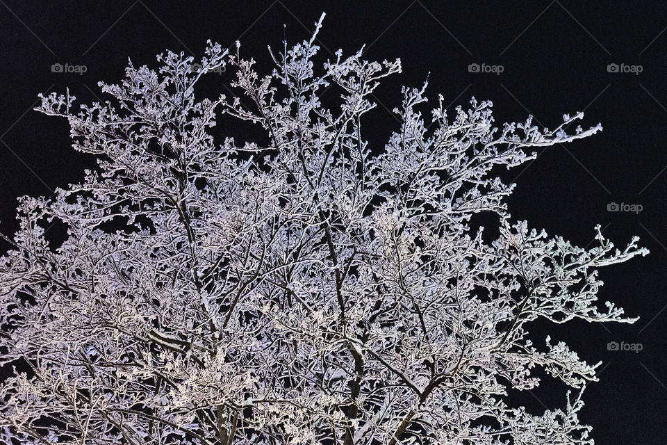 Frozen tree branches look like a glass