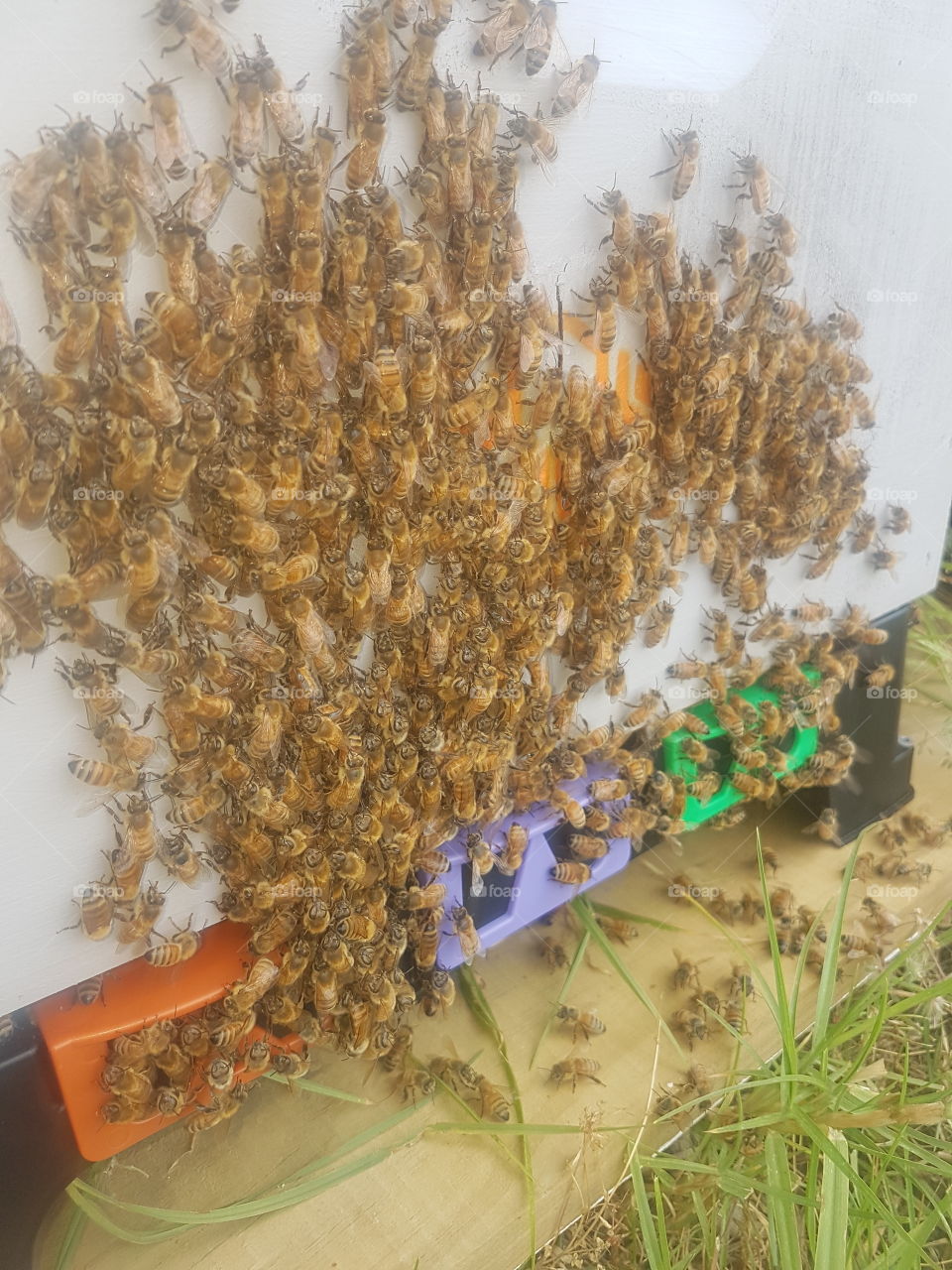 Bees on hive