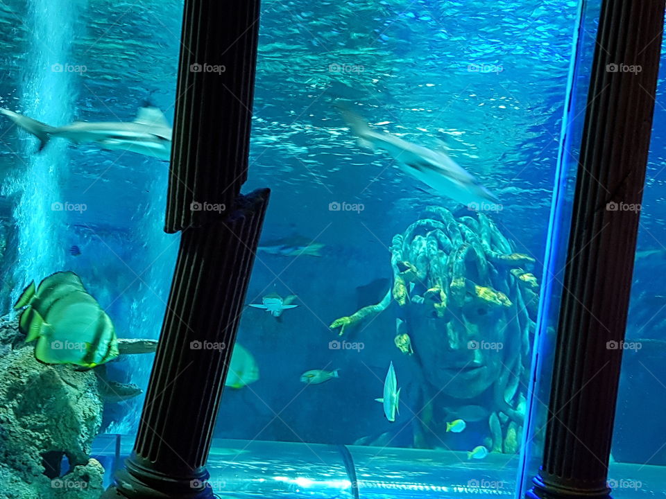 A day at the aquarium