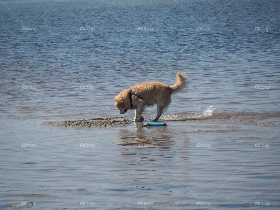 Golden retriever