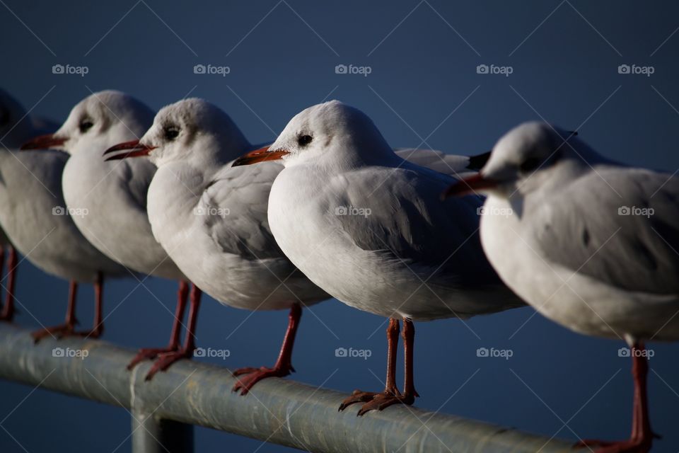 Seagulls Perching On Bridge Railing