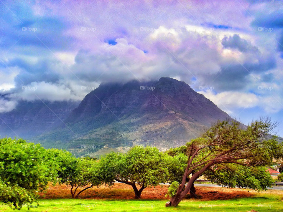 South africa trees