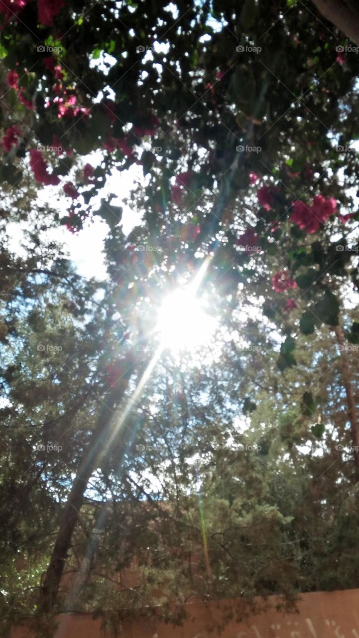 Sunlight cuts through the leaves of trees.