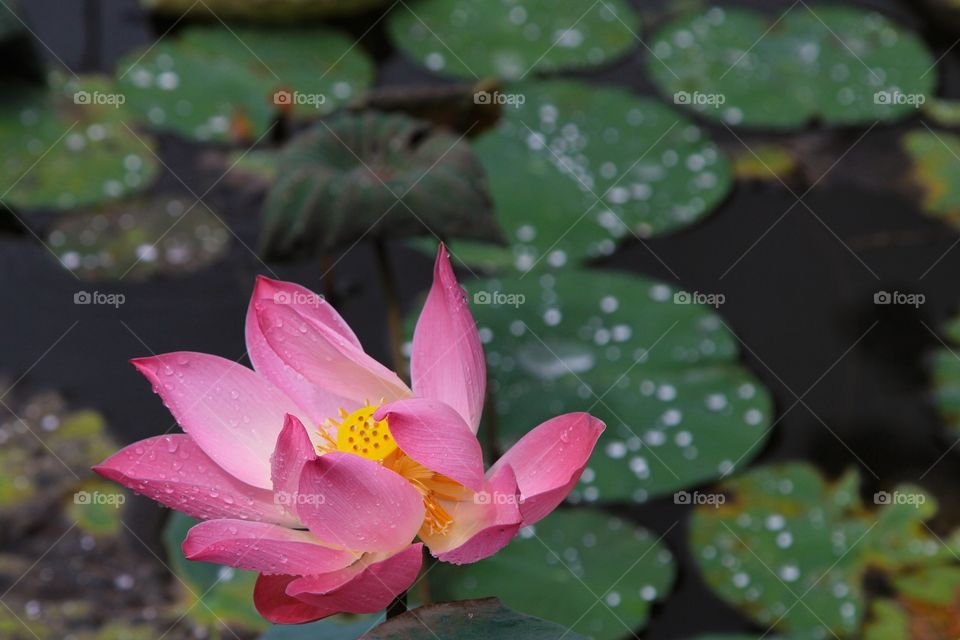 Lotus