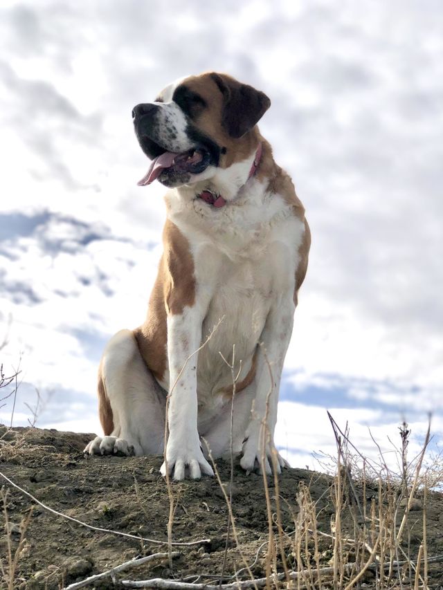 Saint Bernard my girl