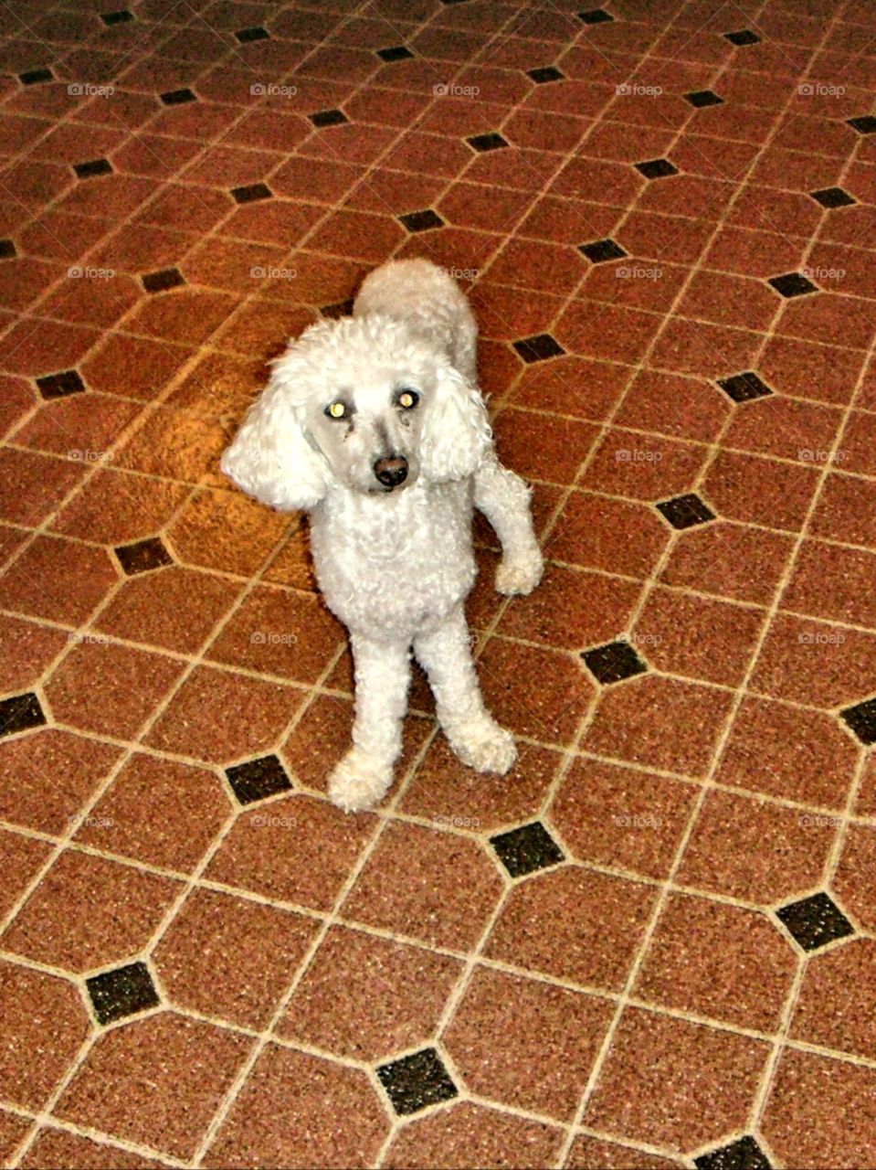 White poodle, older dog, standing in middle of the tile brown floor. This puppy has crooked legs but we rescued a retired dog. Loved little poodle pet 🐾