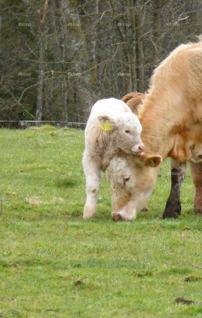 Little calf huggning her mum cow