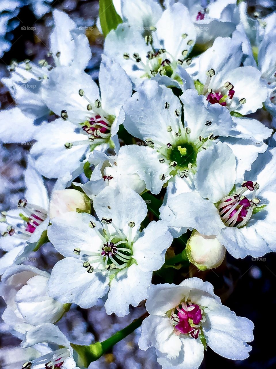 Snow White Candy Stripe 