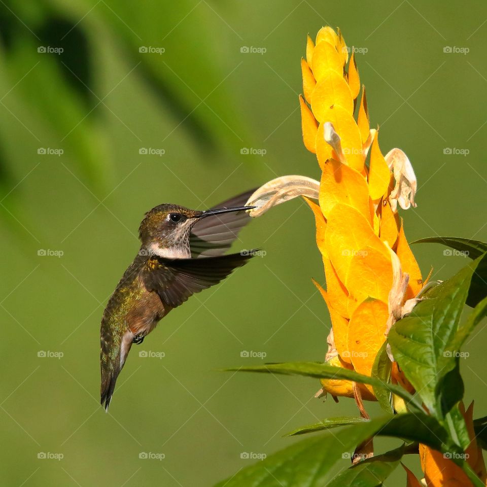 ruby-throated hummingbird feeding from yellow shrimp  plant