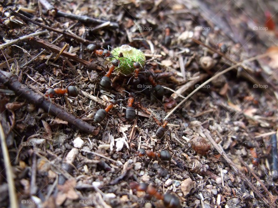 There is an ant hill close to my house.  The weather has been nice so the ants have been very busy and active. I noticed that many ants makes an interesting sound.