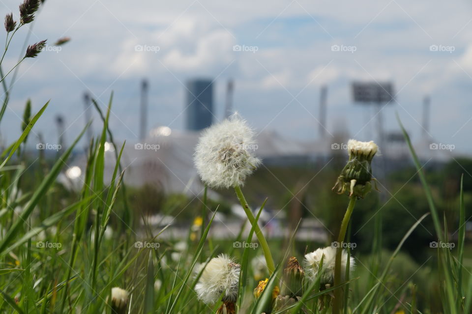 Pusteblume