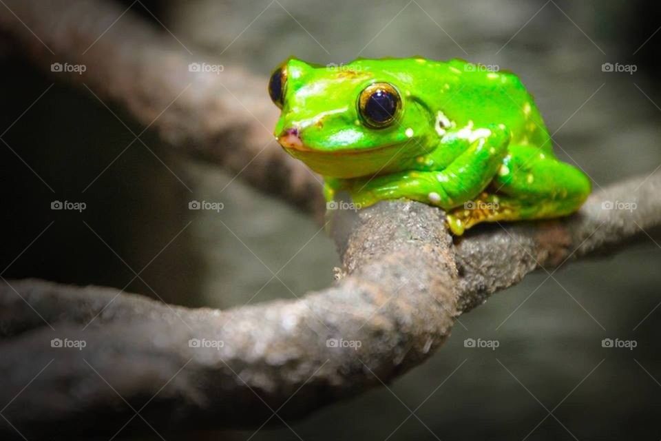 A tree frog from the Baltimore aquarium.