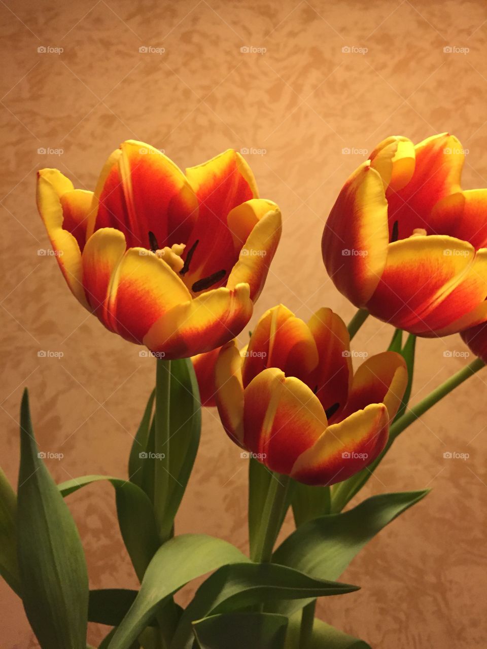 Yellow tulips