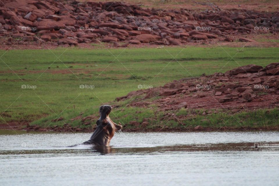 A hippo breaching the water 