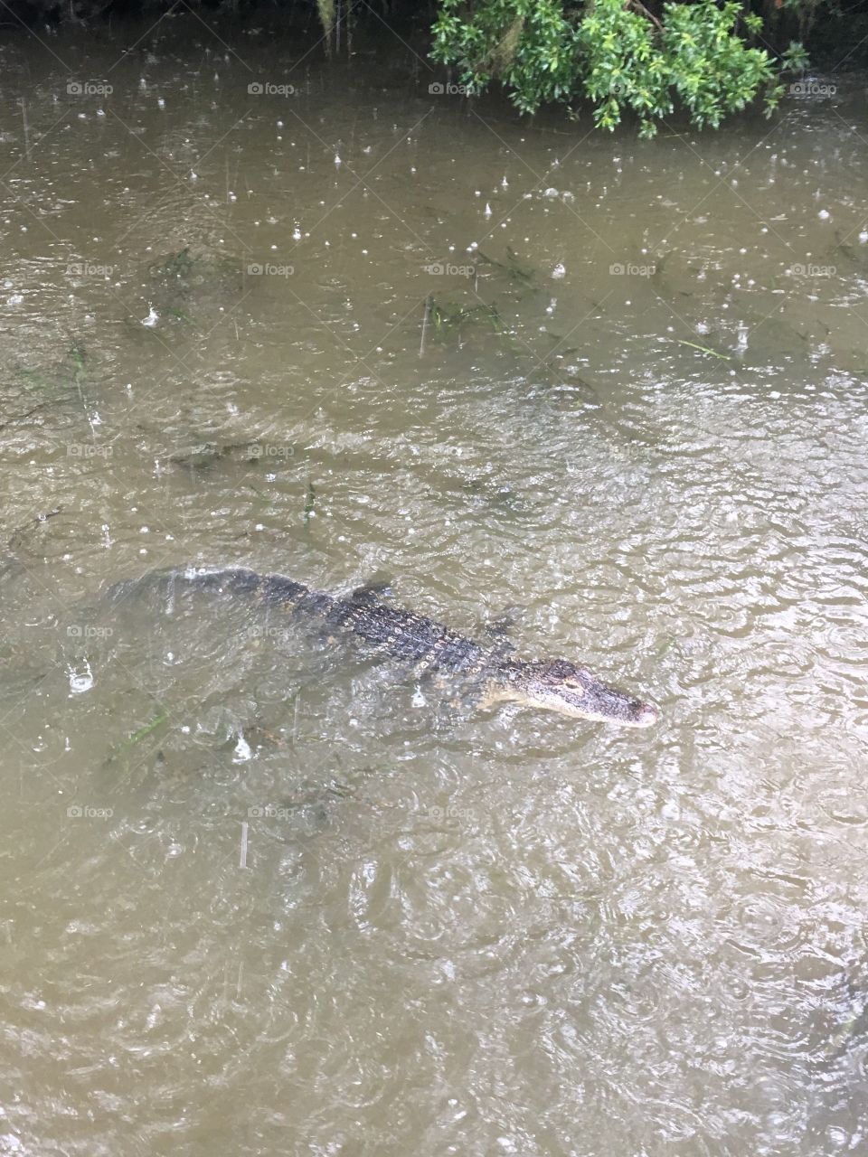 Gators in the storm II