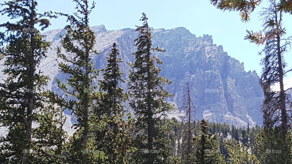 Mount wheeler in the background with beautiful Pines on a sunny day on the border of Utah and Nevada in the summer of 2017 United States of America