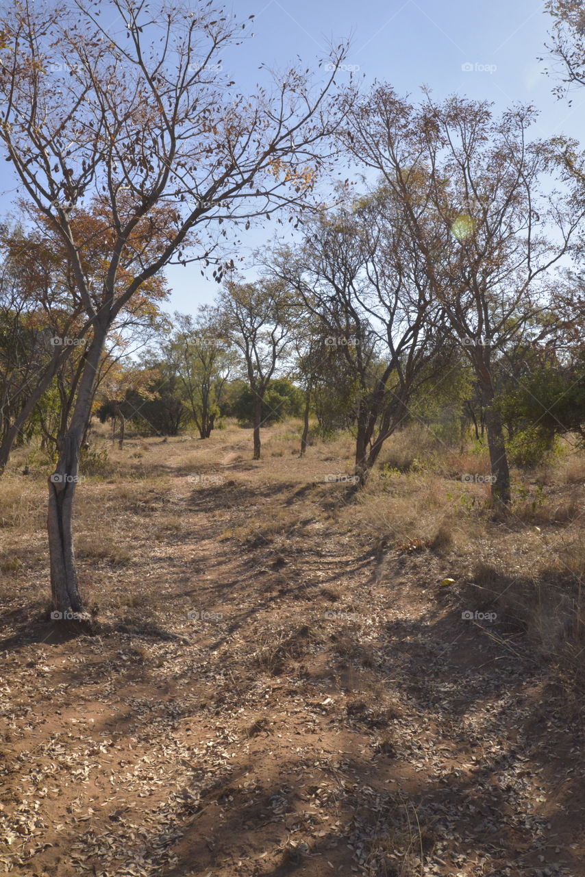 A pathway leading into the bushveld, surrounded by a line of trees.