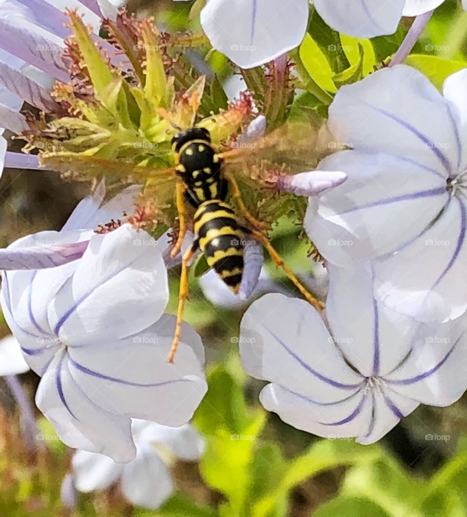 Bee