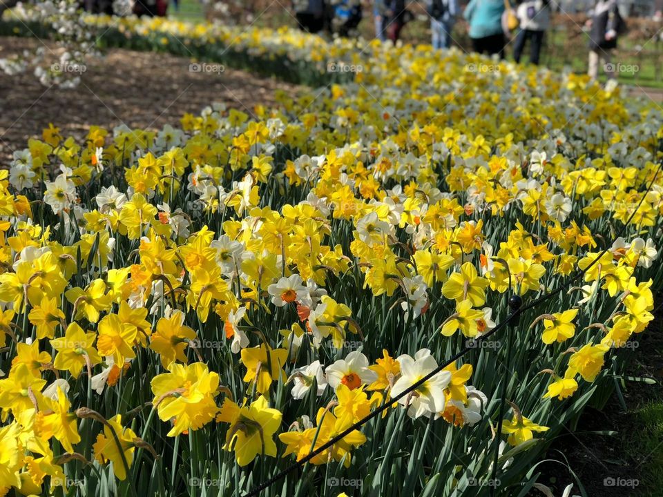 Rows of daffodils