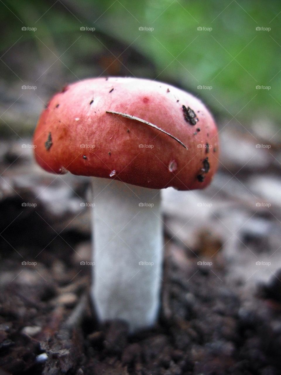 Toad Stool