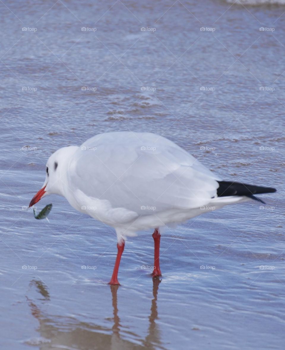 Seagull with fish