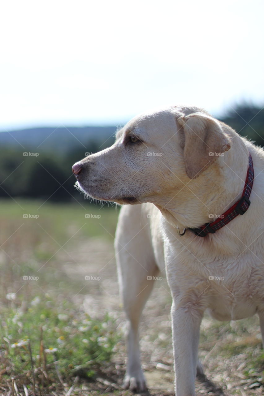 Dog, Pet, Mammal, Portrait, Canine