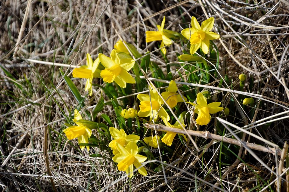 Daffodil