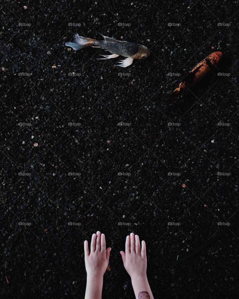 Little girl reaching for the koi fish. 