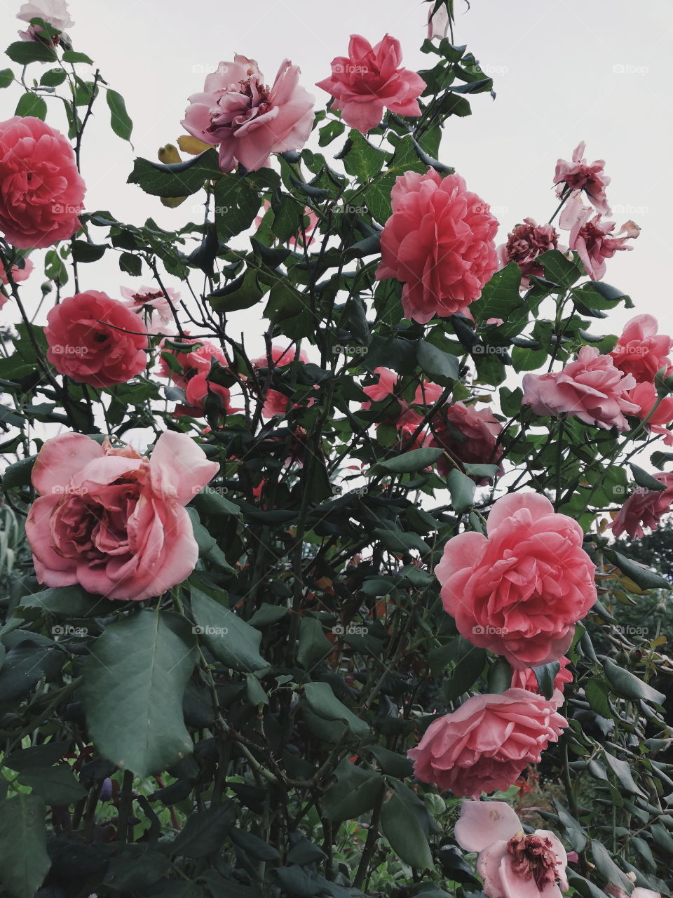 Rose bush in my neighbours garden.