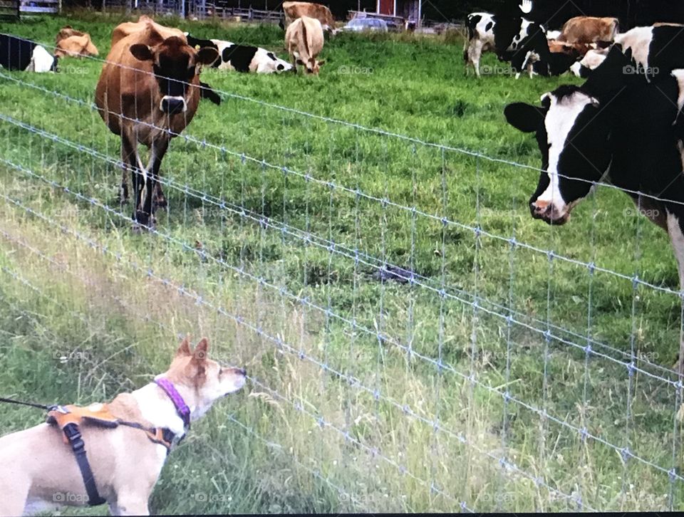 She’s not sure about the cows but they are curious