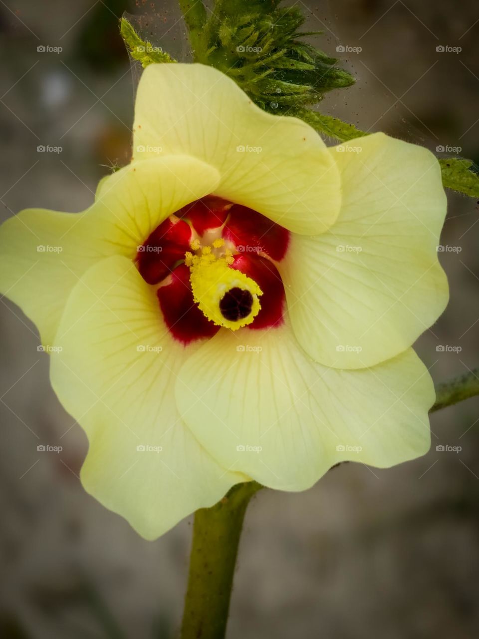 Yellow vegetable flower
