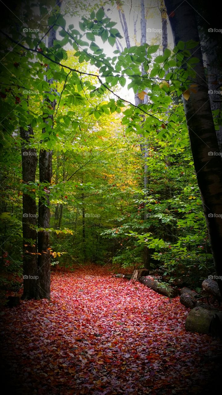 Fall, Leaf, Wood, Nature, Tree