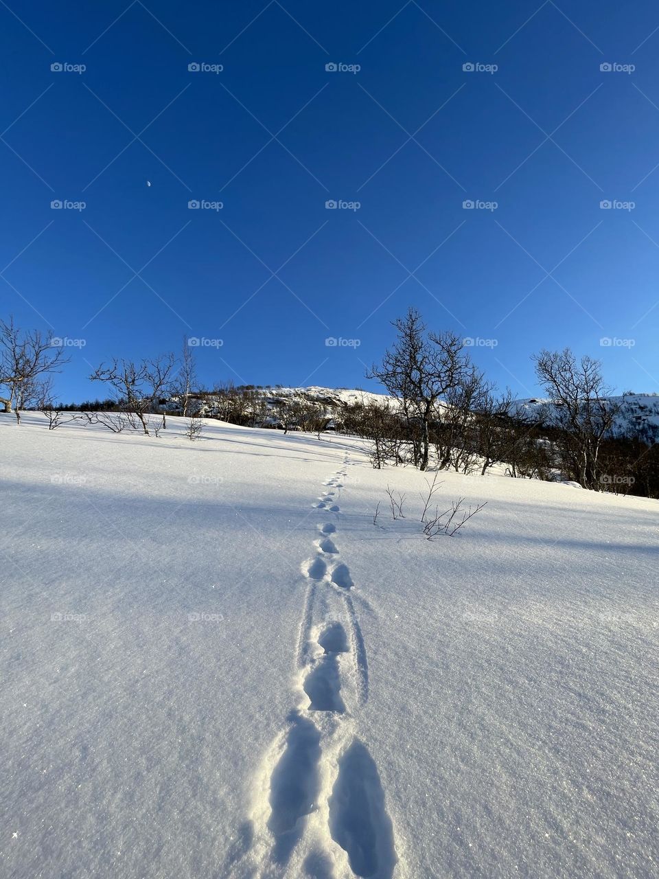 Skiing in the Norwegian mountains