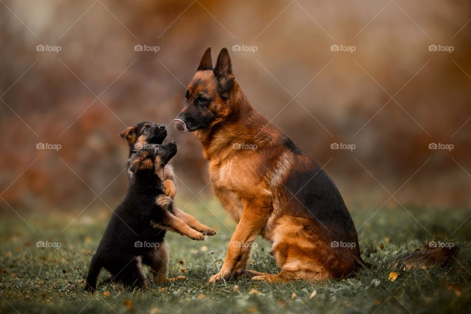 German shepherd dog with little puppies at autumn park