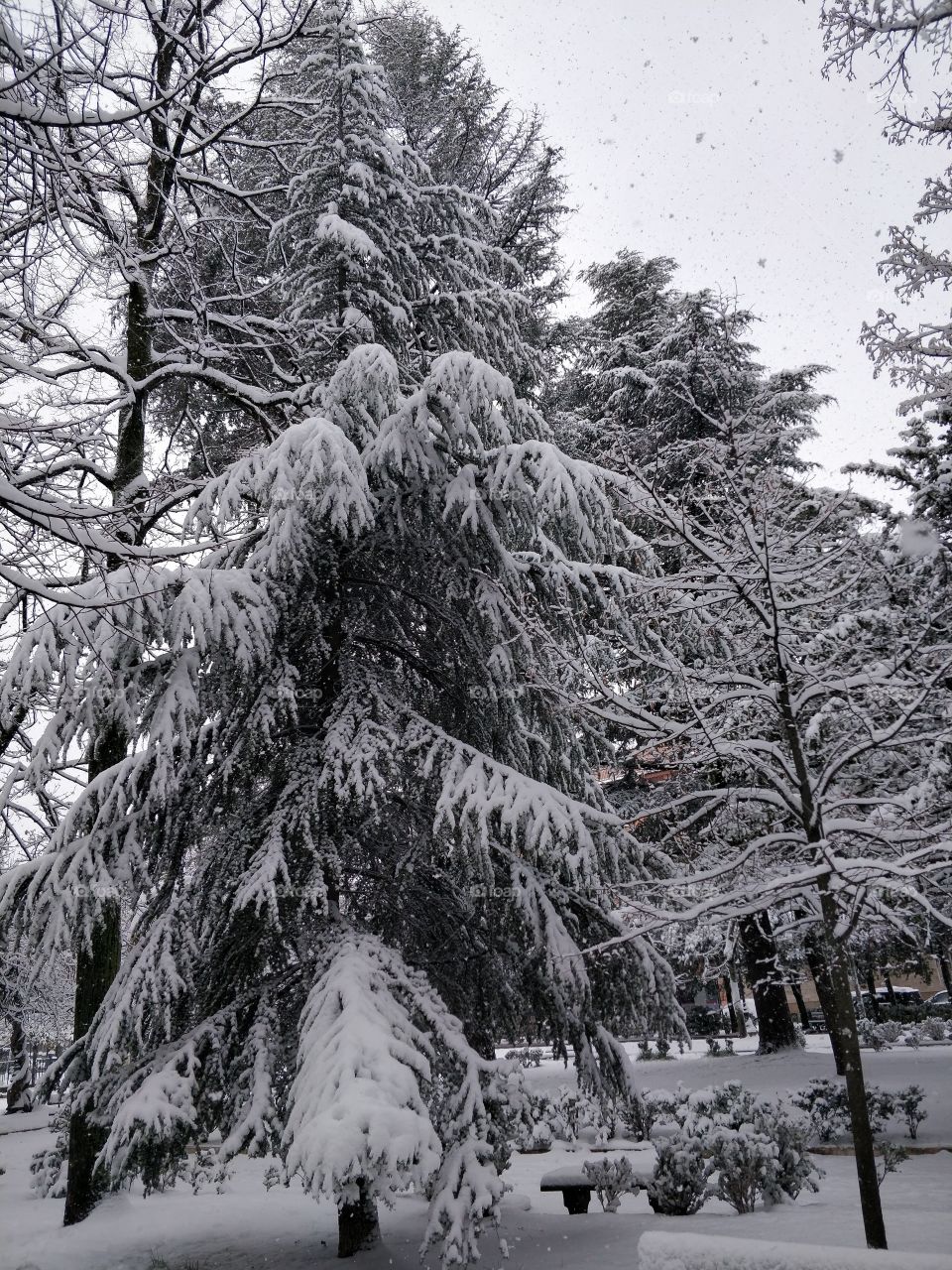 tree winter