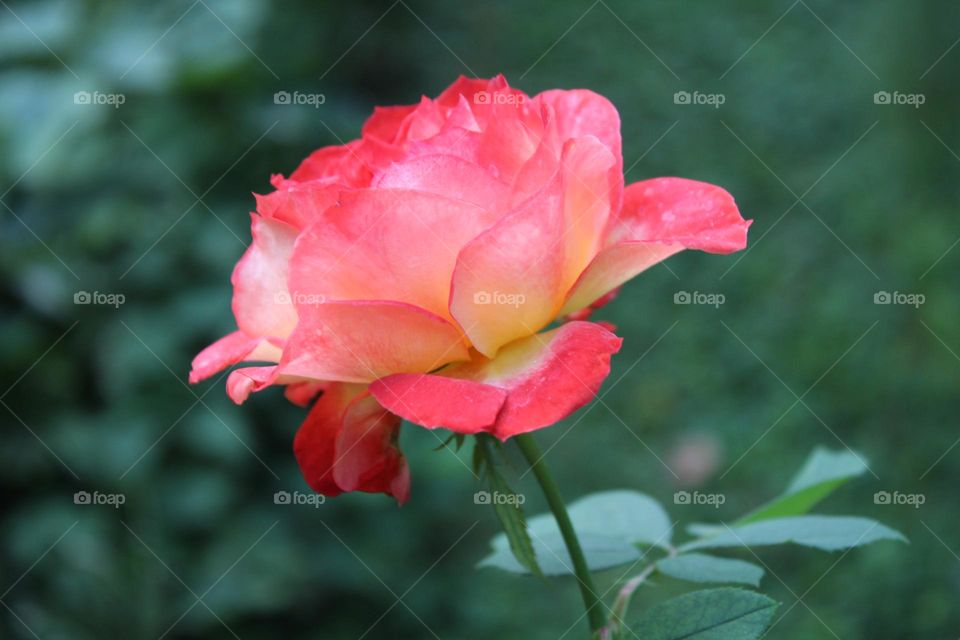 pink rose