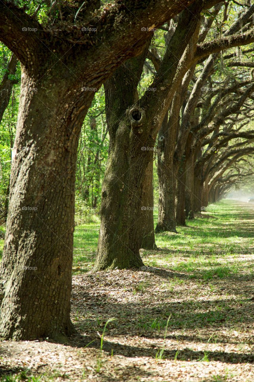 Row of trees in forest