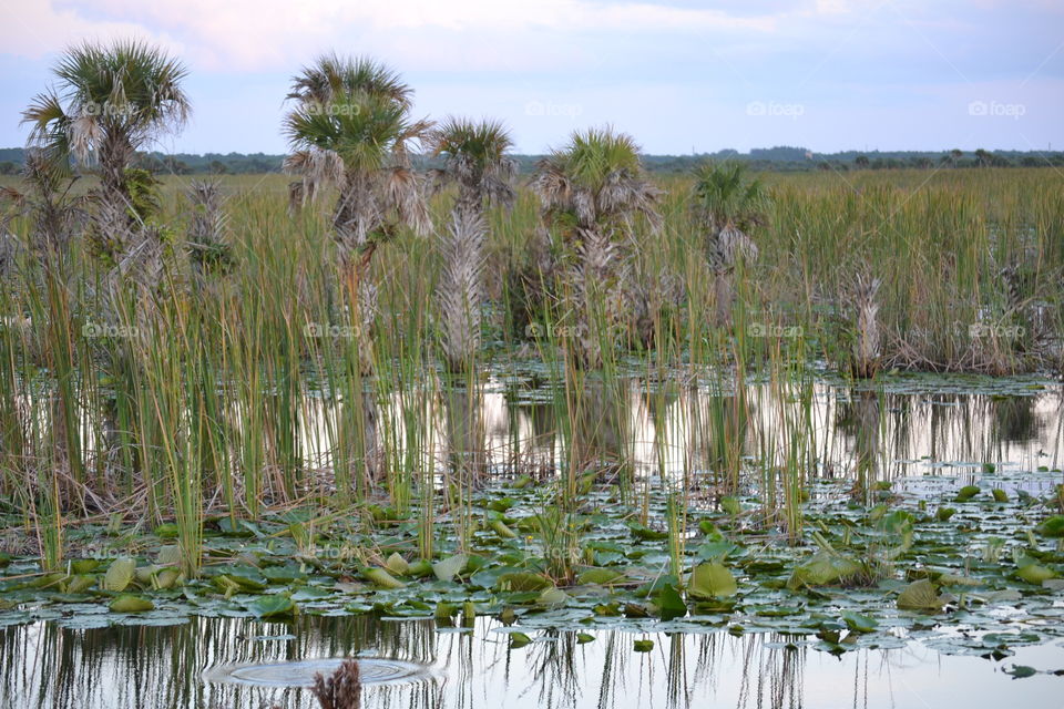 Palm trees along the banks of still water with lily pads and reflections of sawgrass