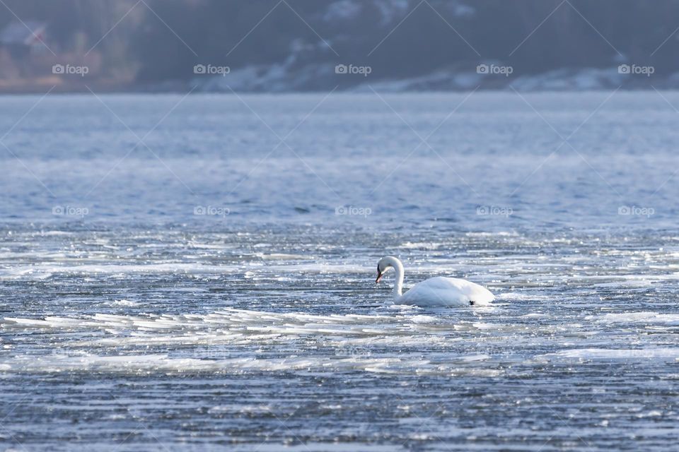 One lonely white swan trying to swim in icy water on a partly frozen ocean on a cold winter day 