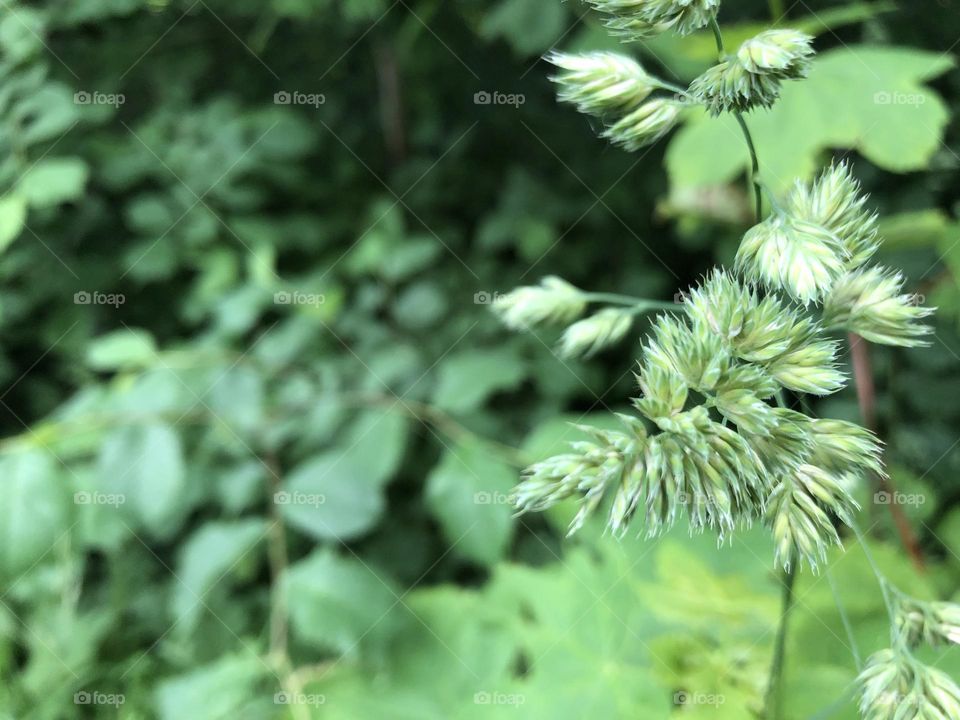 HD Grass CloseUp Shot for Nature Lovers | Green Forest Photo of Green Plants