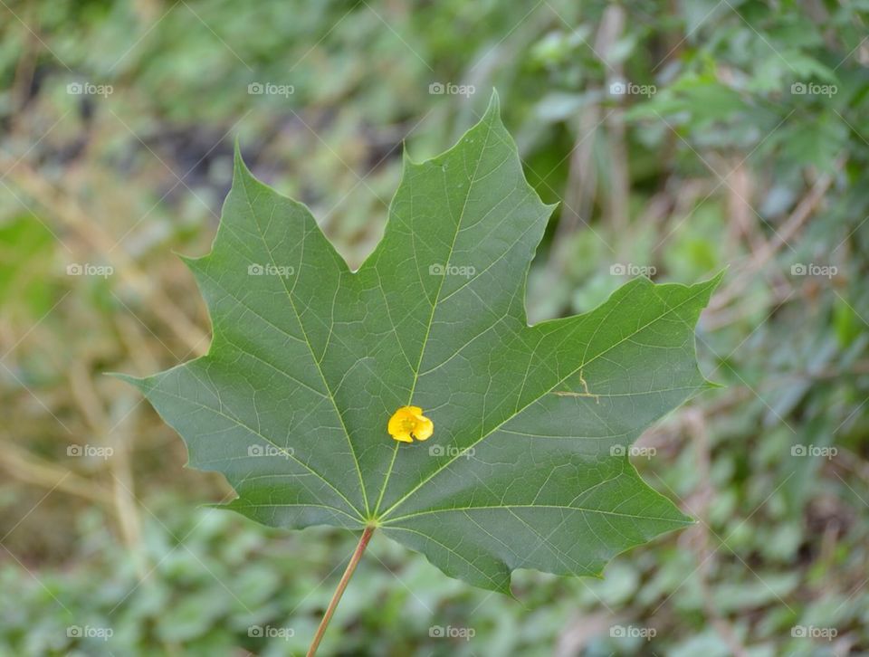 Leaf flower