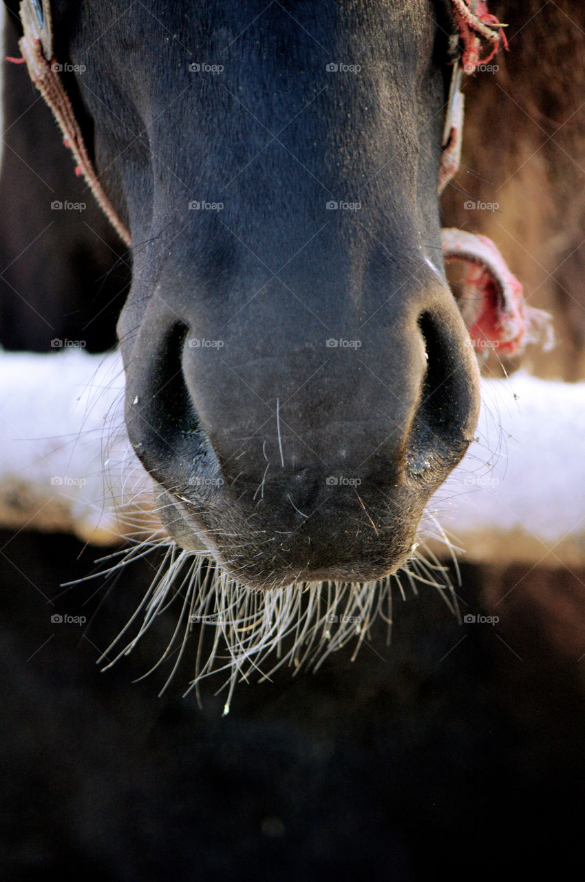 horses