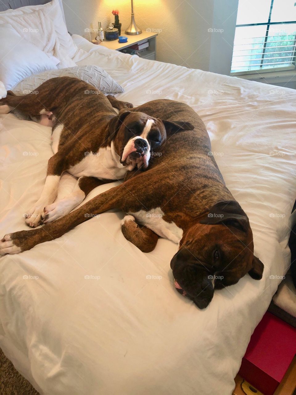 Sleeping boxers 