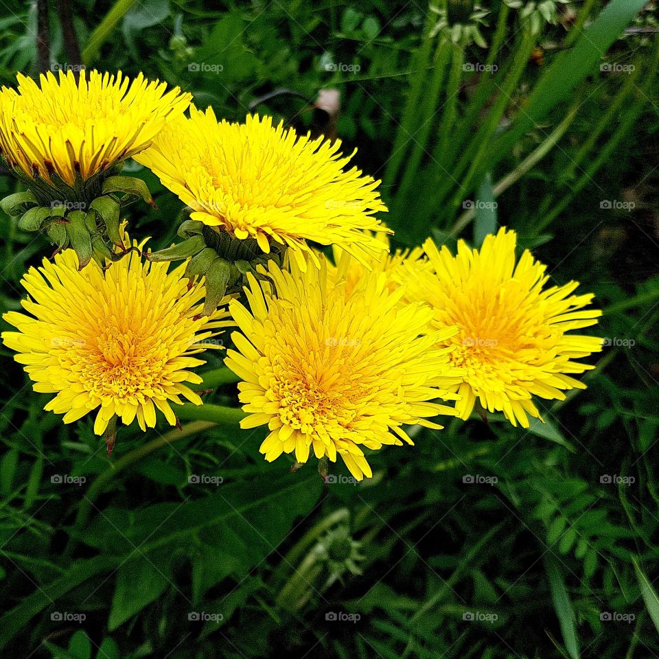 hawkbit.