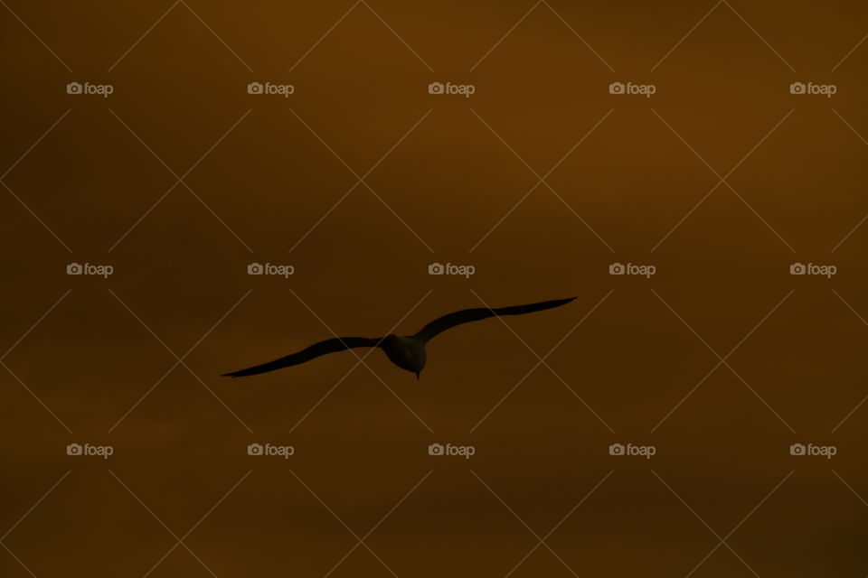 Gaviota volando en la Albufera, Valencia. España-Seagull flying in La Albufera, Valencia. Spain