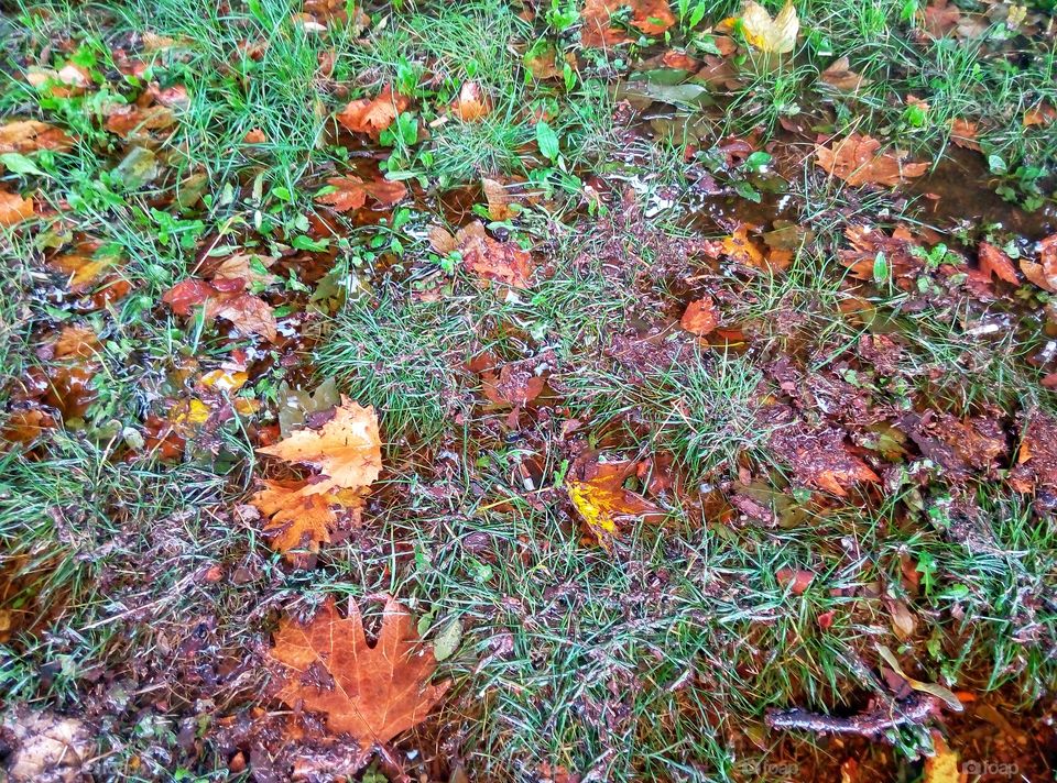 Leaf, Fall, Nature, Season, Flora