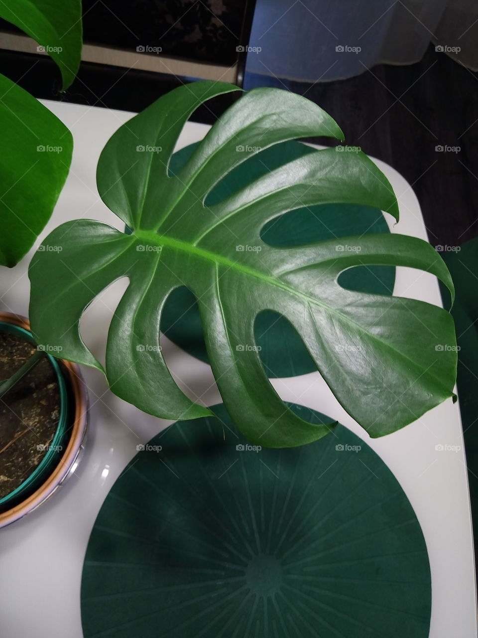 Лист  монстеры