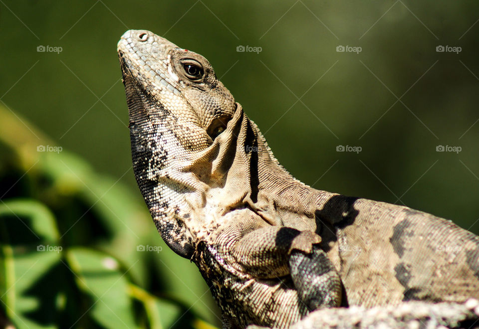 Iguana native to Yucatan peninsula looking at the camera